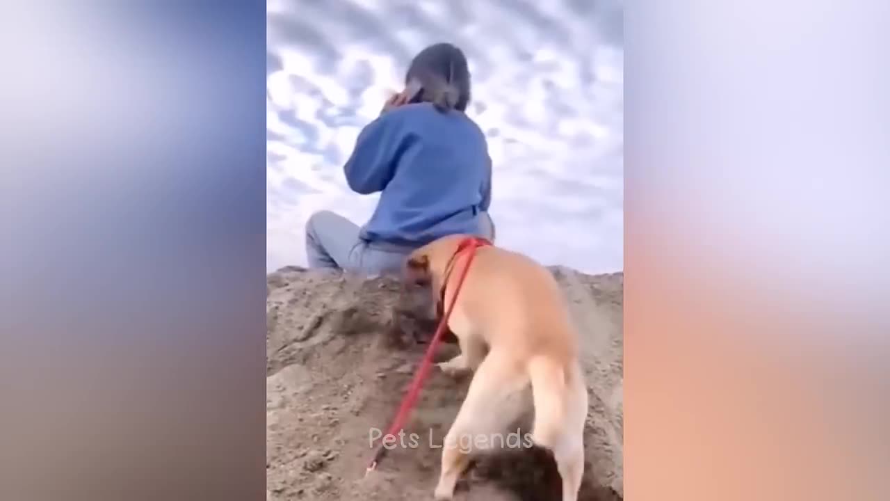 New Funny Cats and Dogs Videos 😻🐶 Part 1