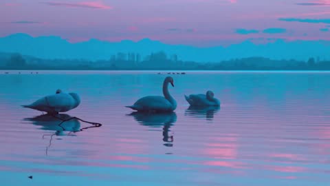 Swan Beauty | Graceful Birds of Nature