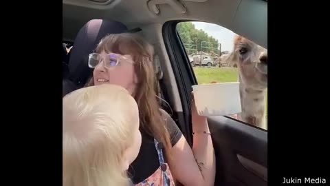 funny playback of animals