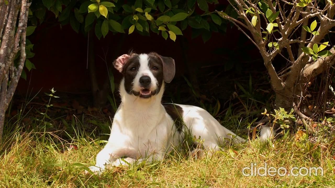 "Funny & Adorable Dogs That Will Brighten Your Day!"