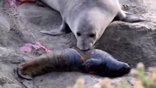 Mother elephant seal thinks her baby is stillborn. Look how she reacts when it starts moving!