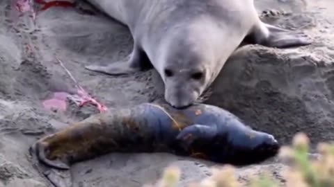 Mother elephant seal thinks her baby is stillborn. Look how she reacts when it starts moving!