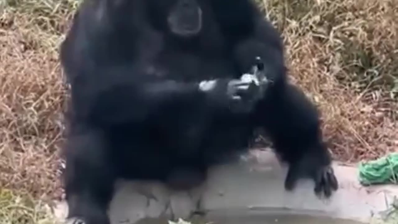 gorilla is washing