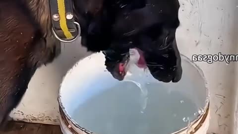 Dog's Comedy Videos 🤣 so cute videos 😍 funny videos 🤣