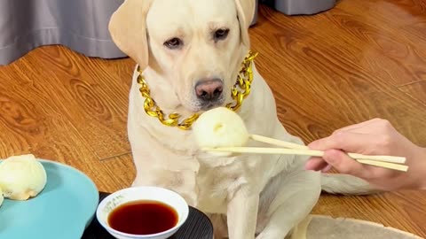 这狗狗吃的也太精致了 This dog's food is too delicate