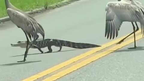 😂🦎 You Won't Believe What Happens Next in Florida! | FunFM