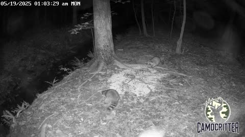 CamoCritter Critter Cam Live Stream
