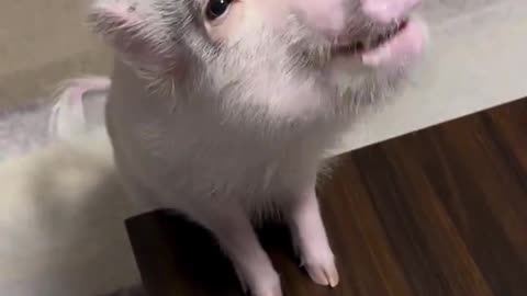 Oink