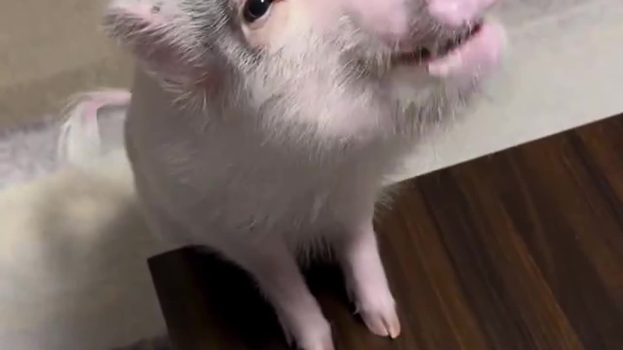 Oink