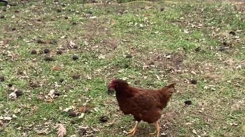Chickens Wanted to Play Fetch Too!