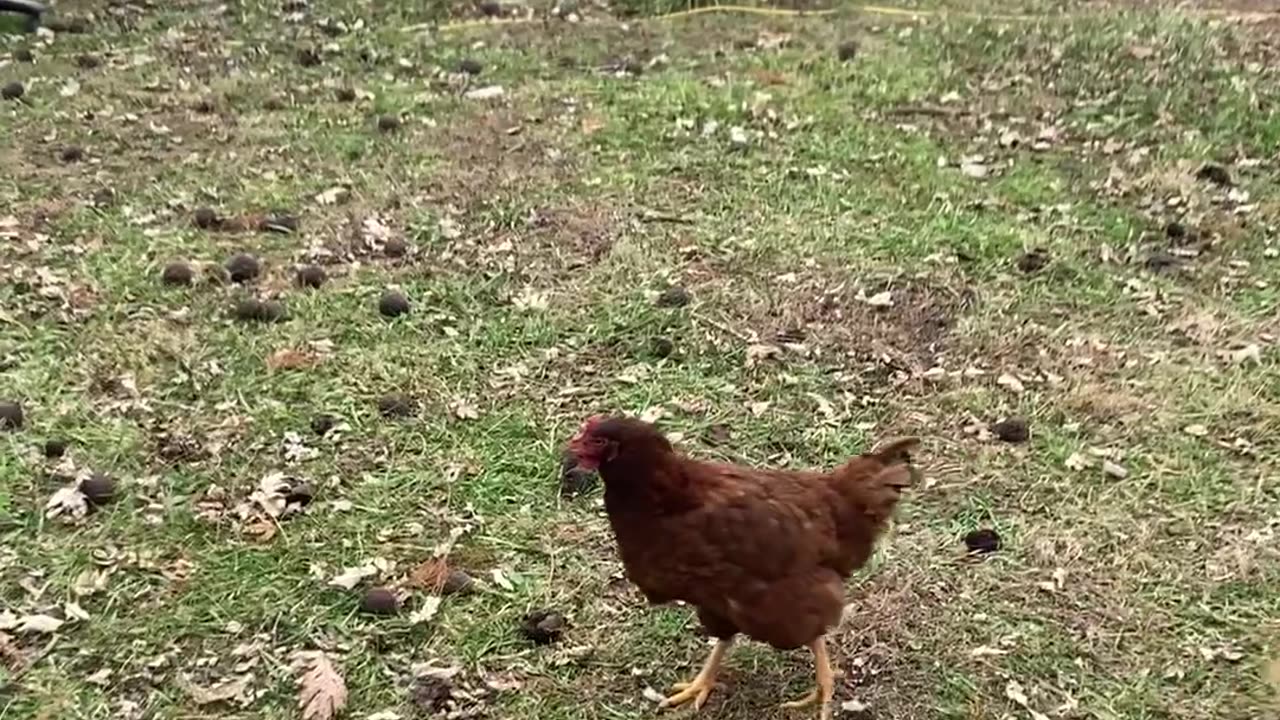 Chickens Wanted to Play Fetch Too!