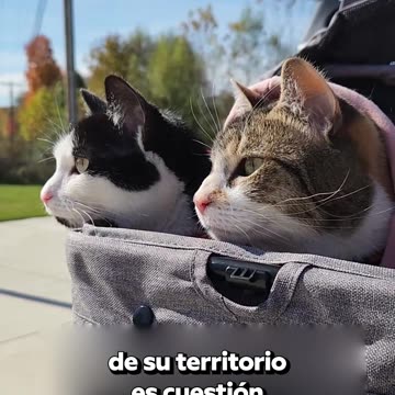 🐈‍⬛🚪Por qué no hay que cerrar la puerta a los gatos
