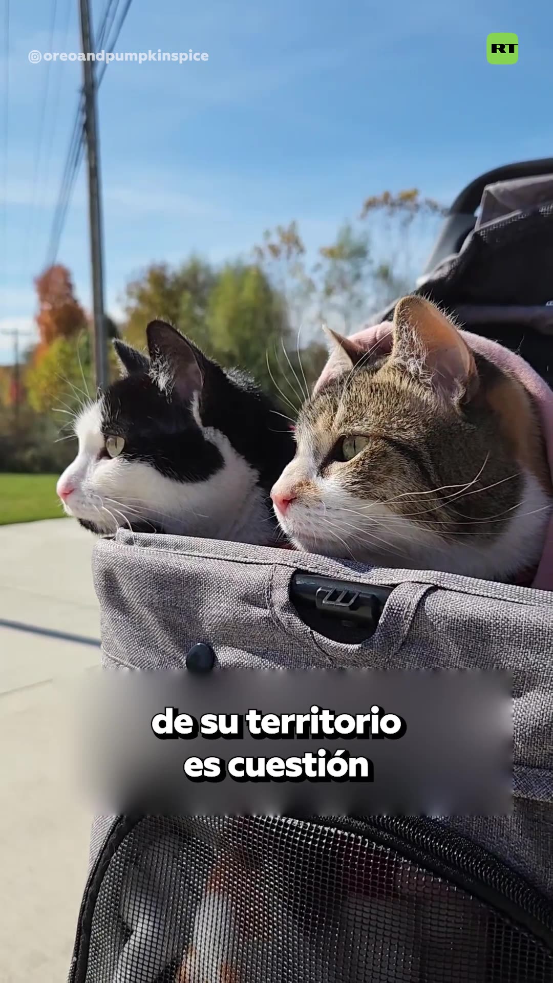 🐈‍⬛🚪Por qué no hay que cerrar la puerta a los gatos