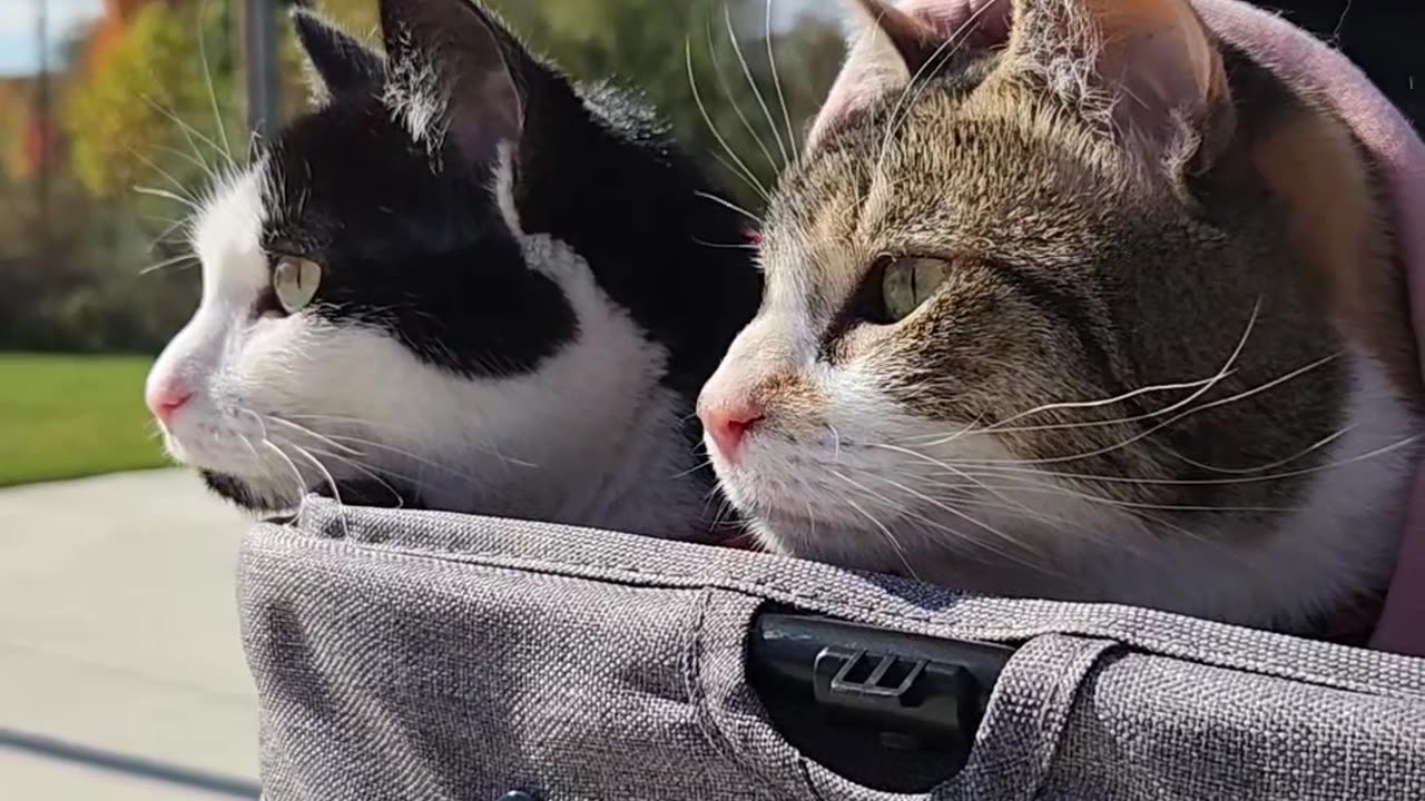 🐈‍⬛🚪Por qué no hay que cerrar la puerta a los gatos