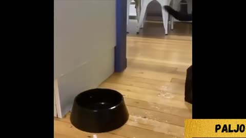 Heartwarming Animal Clips That’ll Make Your Day