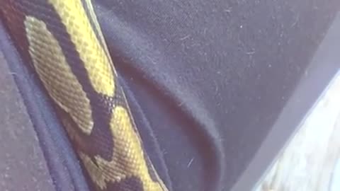 Crowley my snake