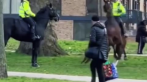 Terrific Dog Attack