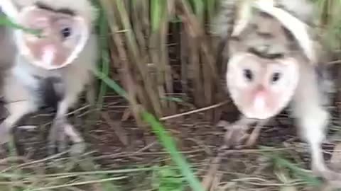🦉 owls video