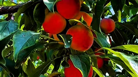 Beautiful Fresh Fruits 🍑 – Nature’s Calm and Sweet Blessing”
