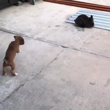 Puppy thinks he’s a bunny.. 😊