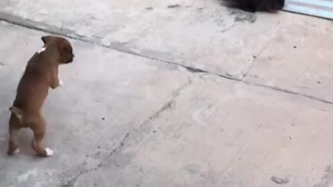 Puppy thinks he’s a bunny.. 😊