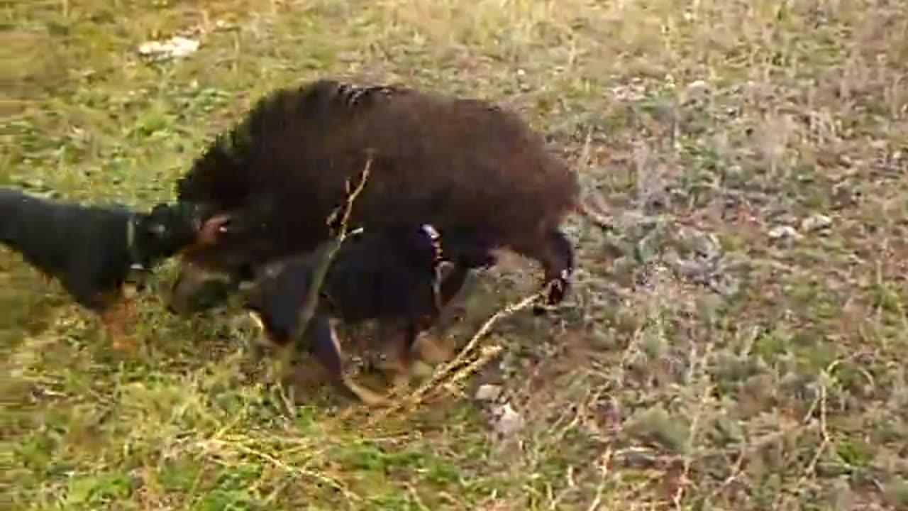 Jagdterriers take down boar