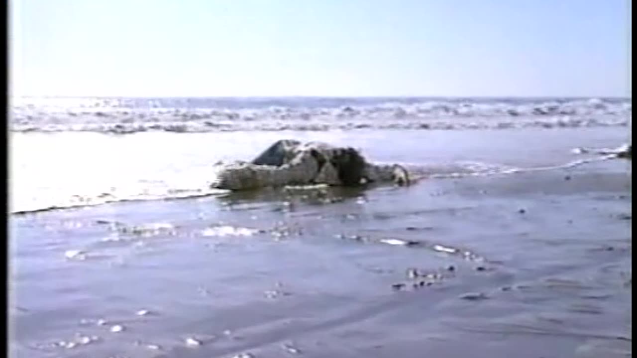 DAYS 11-23-84 Roman Stefano Cliff Beach Short