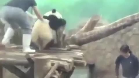 Panda-level avoidance maneuvers: bath time is an odyssey!