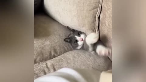 Funny Animals Videos | Cats Funny Moments 😂🤣