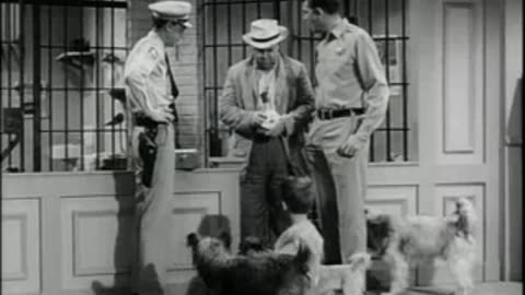 The Andy Griffith Show (Dogs, Dogs, Dogs) Season 3, Episode 30