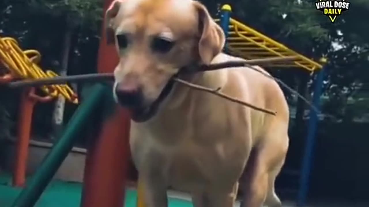 Viral