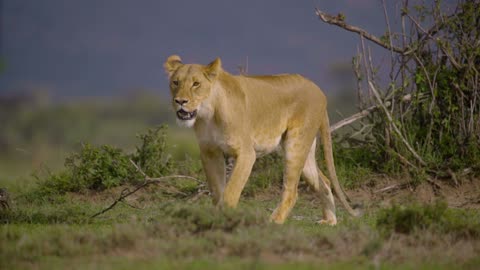 Lion is the king of jungle