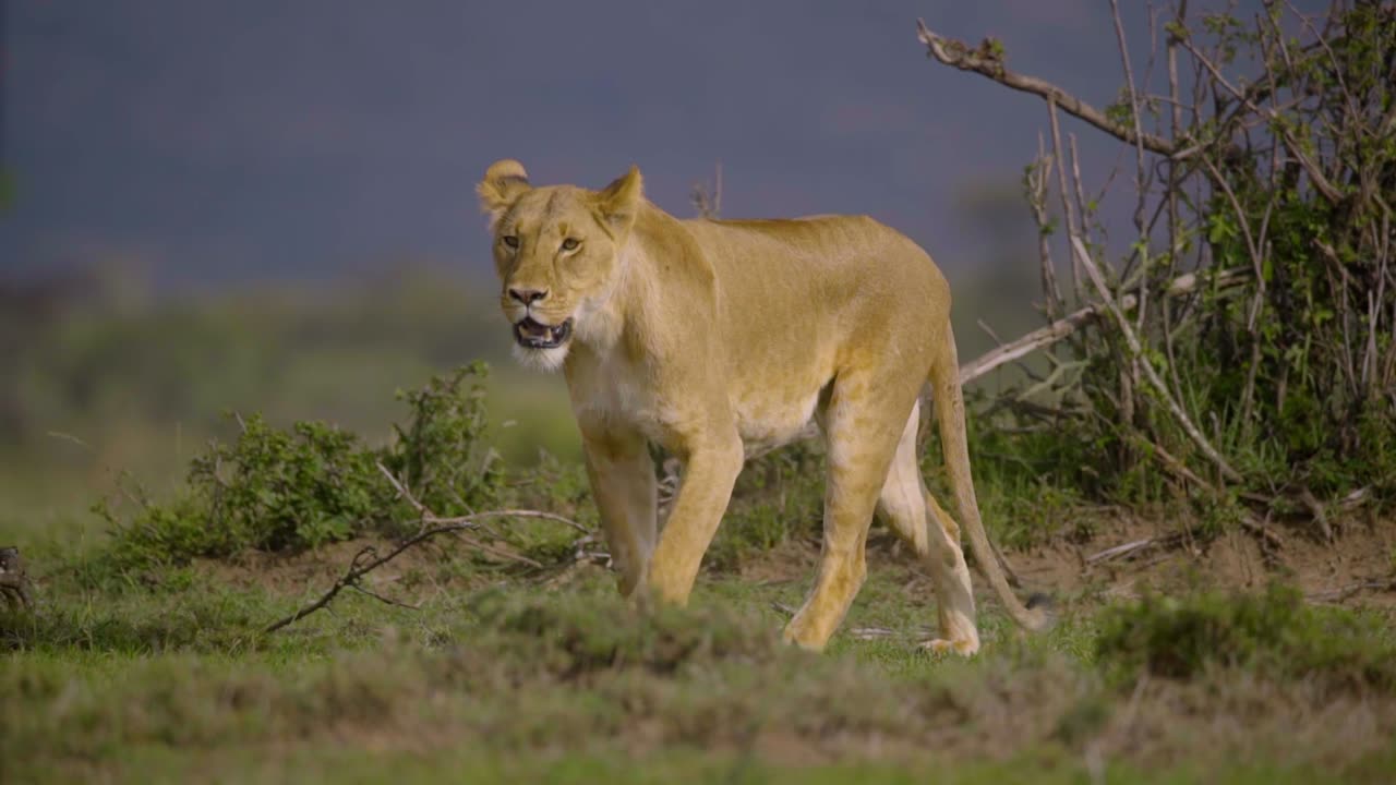 Lion is the king of jungle