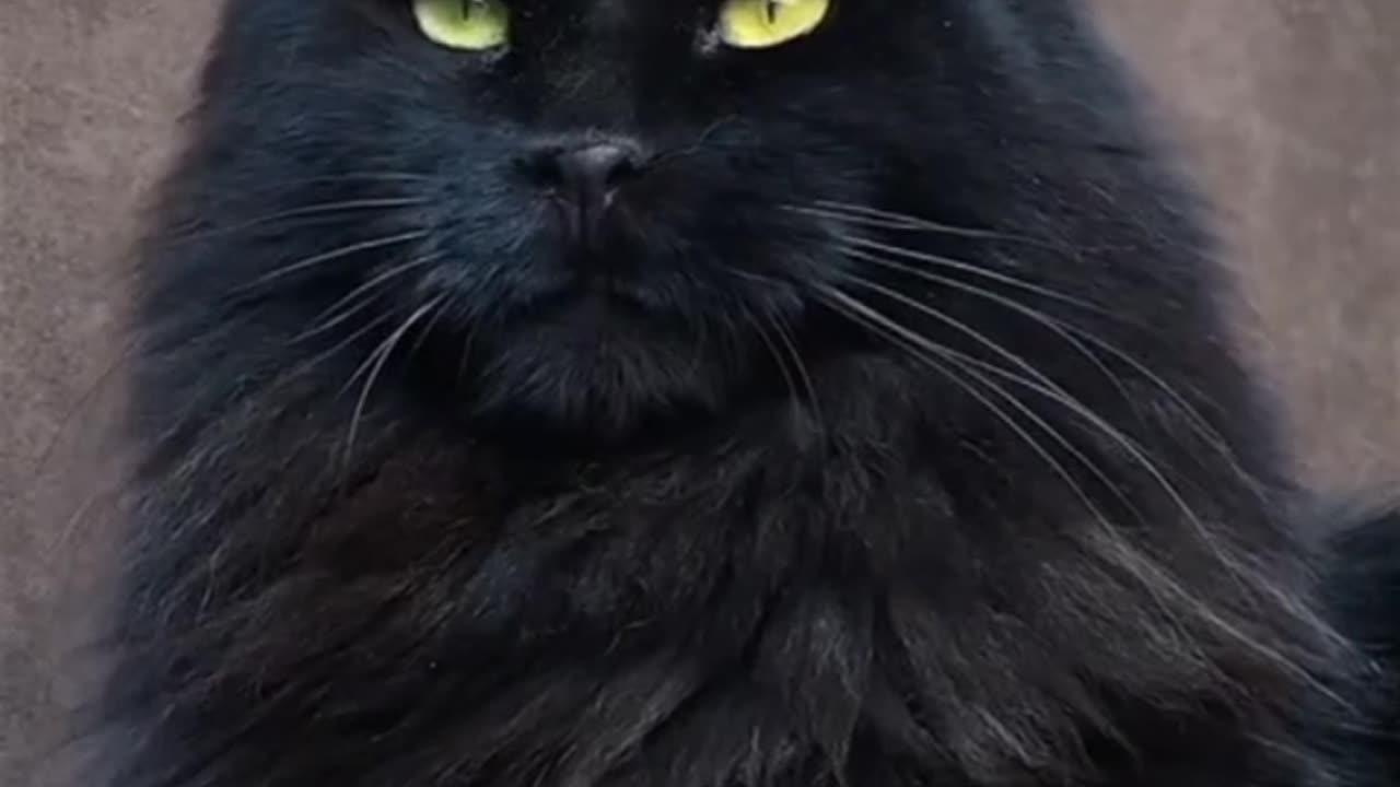 4 Reasons to Avoid Maine Coons 😱😱