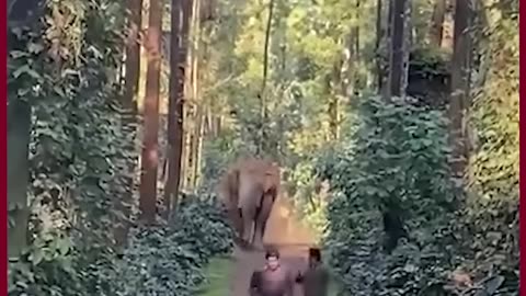 Karnataka Latest News Wild Elephant Chases Forest Officials in Karnataka, Workers Narrowly Escape
