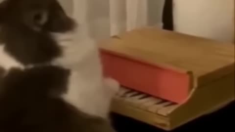 Cute Overload_ Kittens in a Box & Rabbit Snack Time!