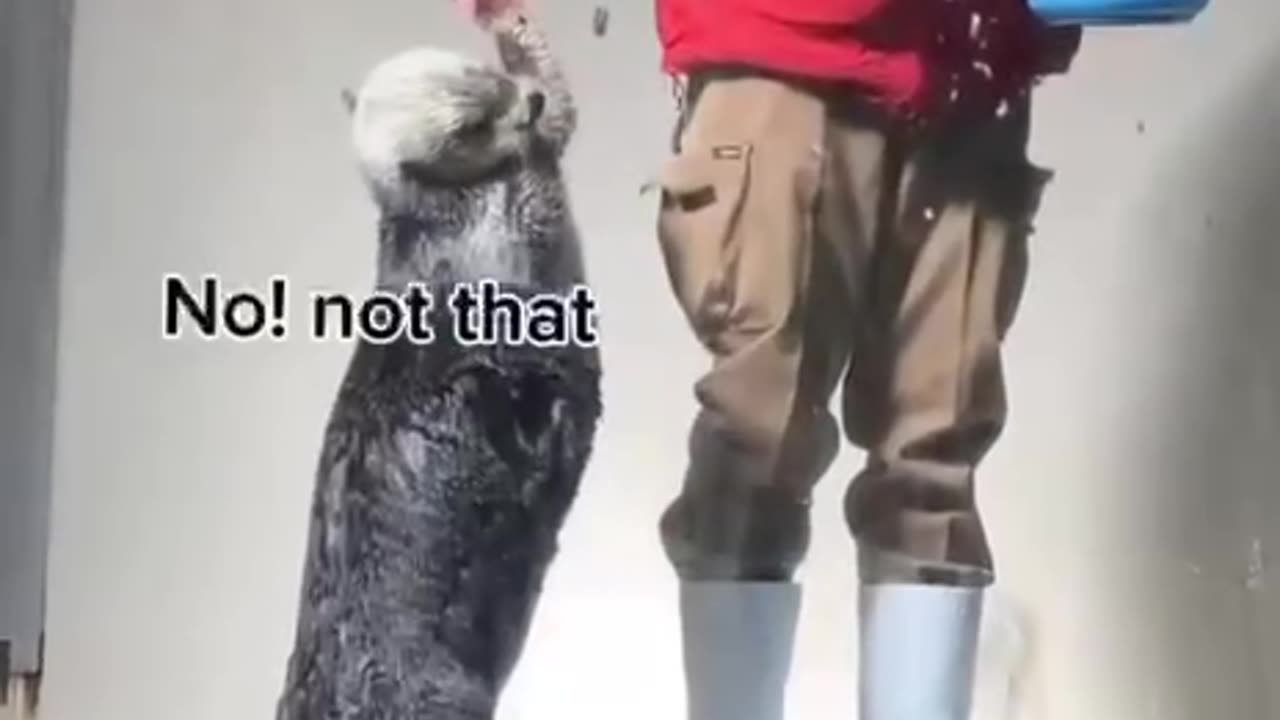 I beg he still no give