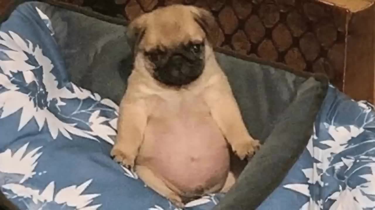 In this "It's TIME for SUPER LAUGH! 😂Best FUNNY DOGS and CAT" videos🐱🐶