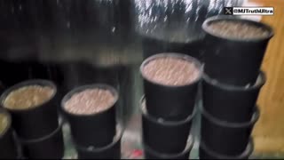 Chinese Drug and Human trafficking ops operated within 600ft of Customs