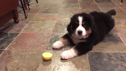 🐶🍋 When Life Gives You Lemons, Bark at Them! | FunFM