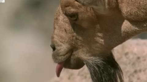 Mountain Ibex Battles for Mating Dominance: Intense Ritual Combat