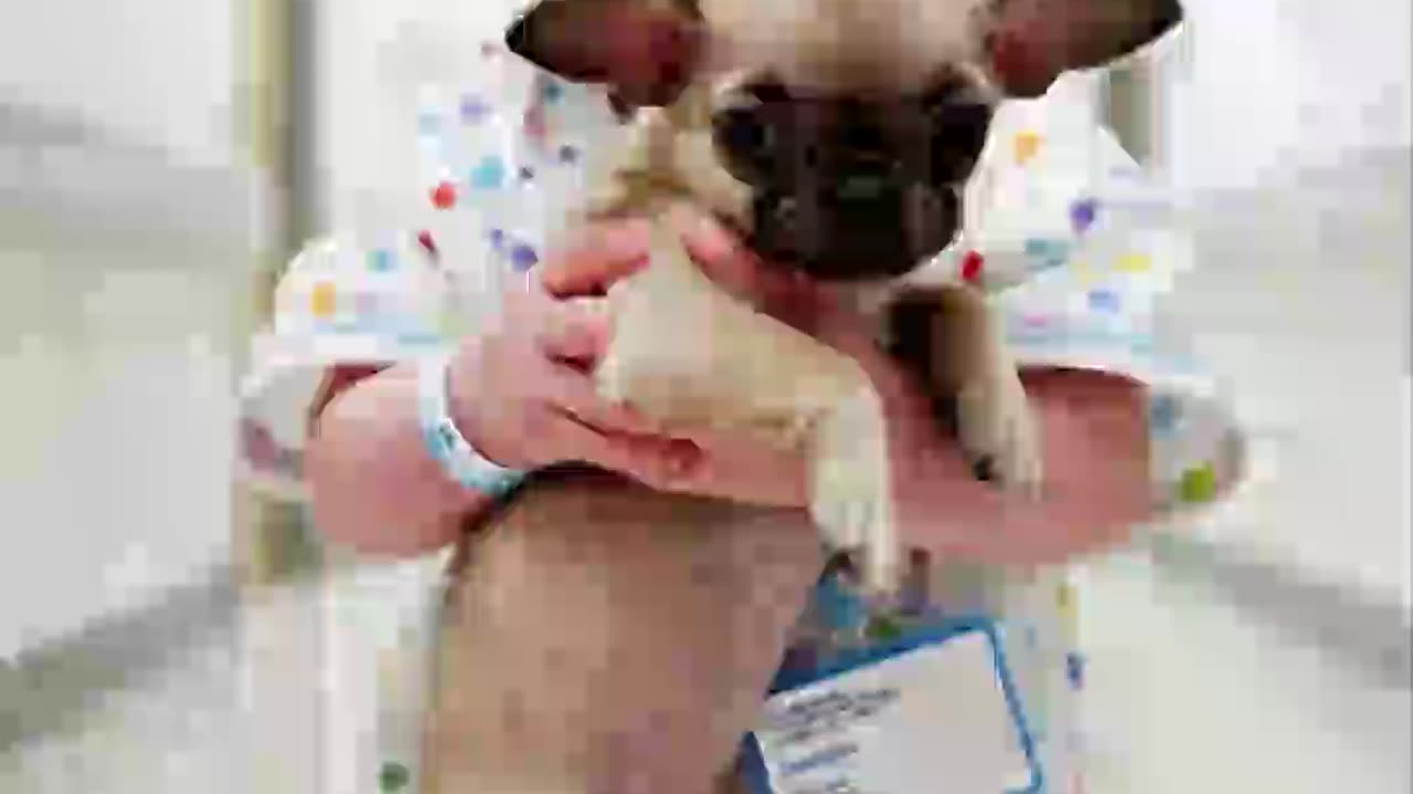 Baby and Their Puppy 🐶💛 – Meet My Little Friend!