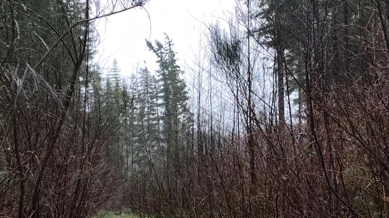 Why is it called a "rain" forest?