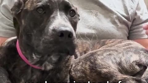 Pittie Puppy Left on Side of the Road - Watch the Moment She Stops Shaking
