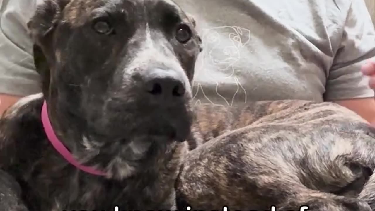 Pittie Puppy Left on Side of the Road - Watch the Moment She Stops Shaking