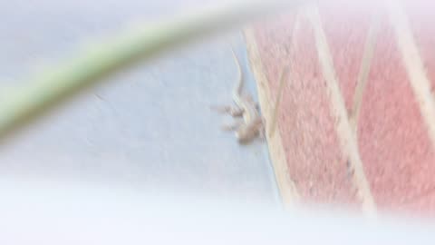 Lizard basking at our hotel