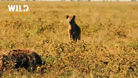Animal Videos