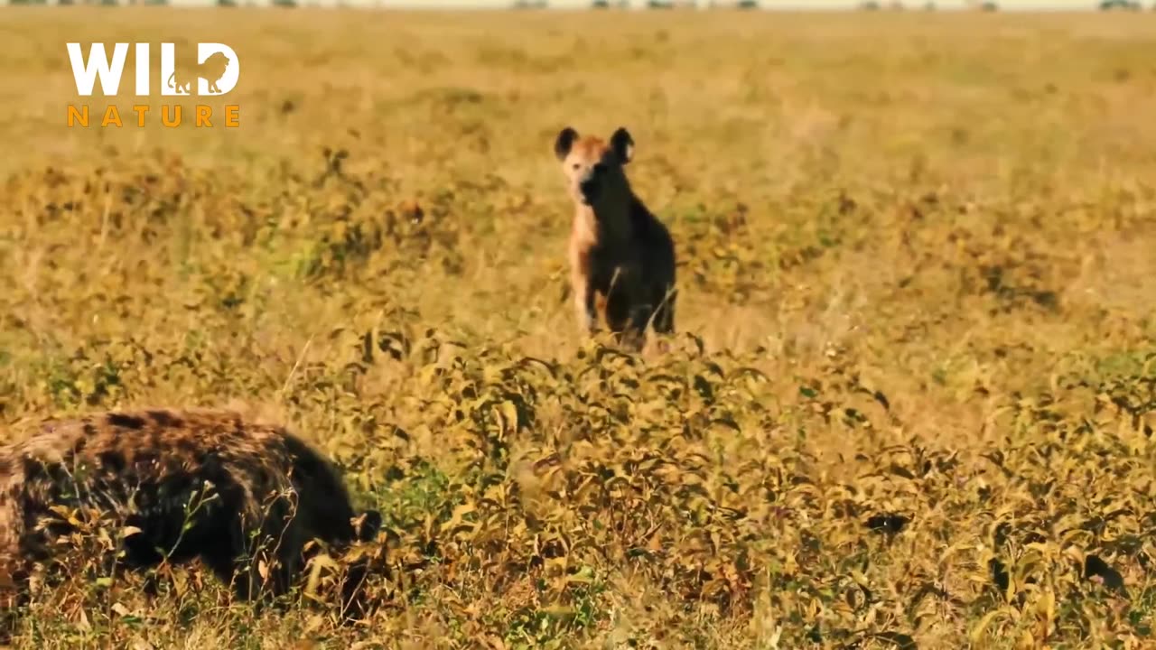 Animal Videos