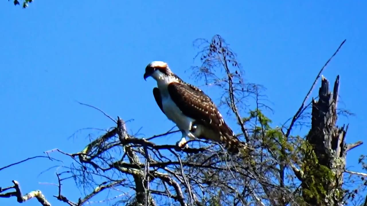 Osprey