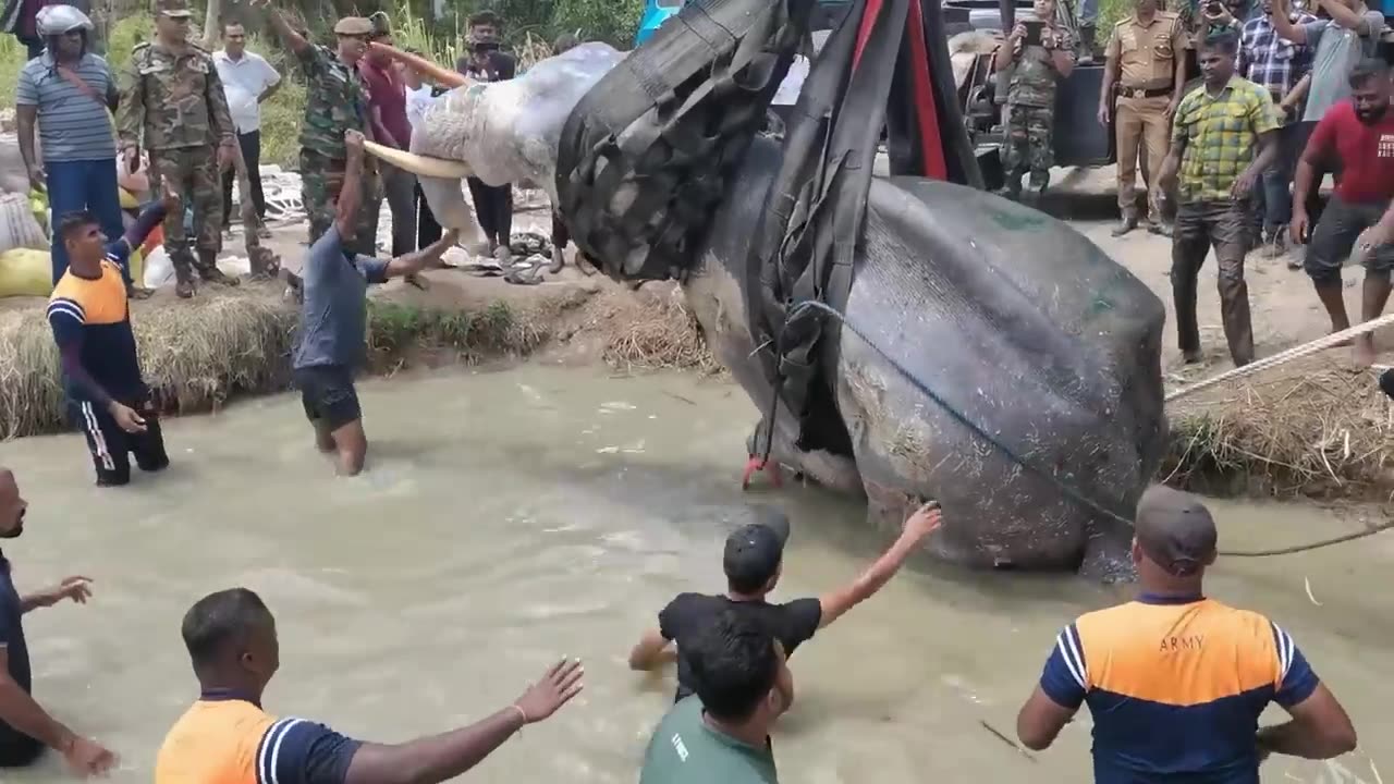 The turned tusker 😮😥